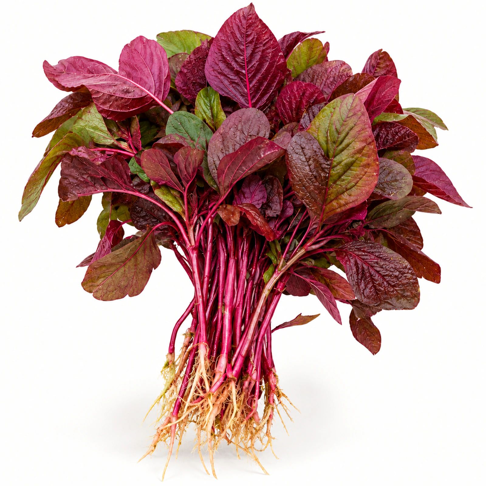 Lal Bhaji (Red Amaranth)
